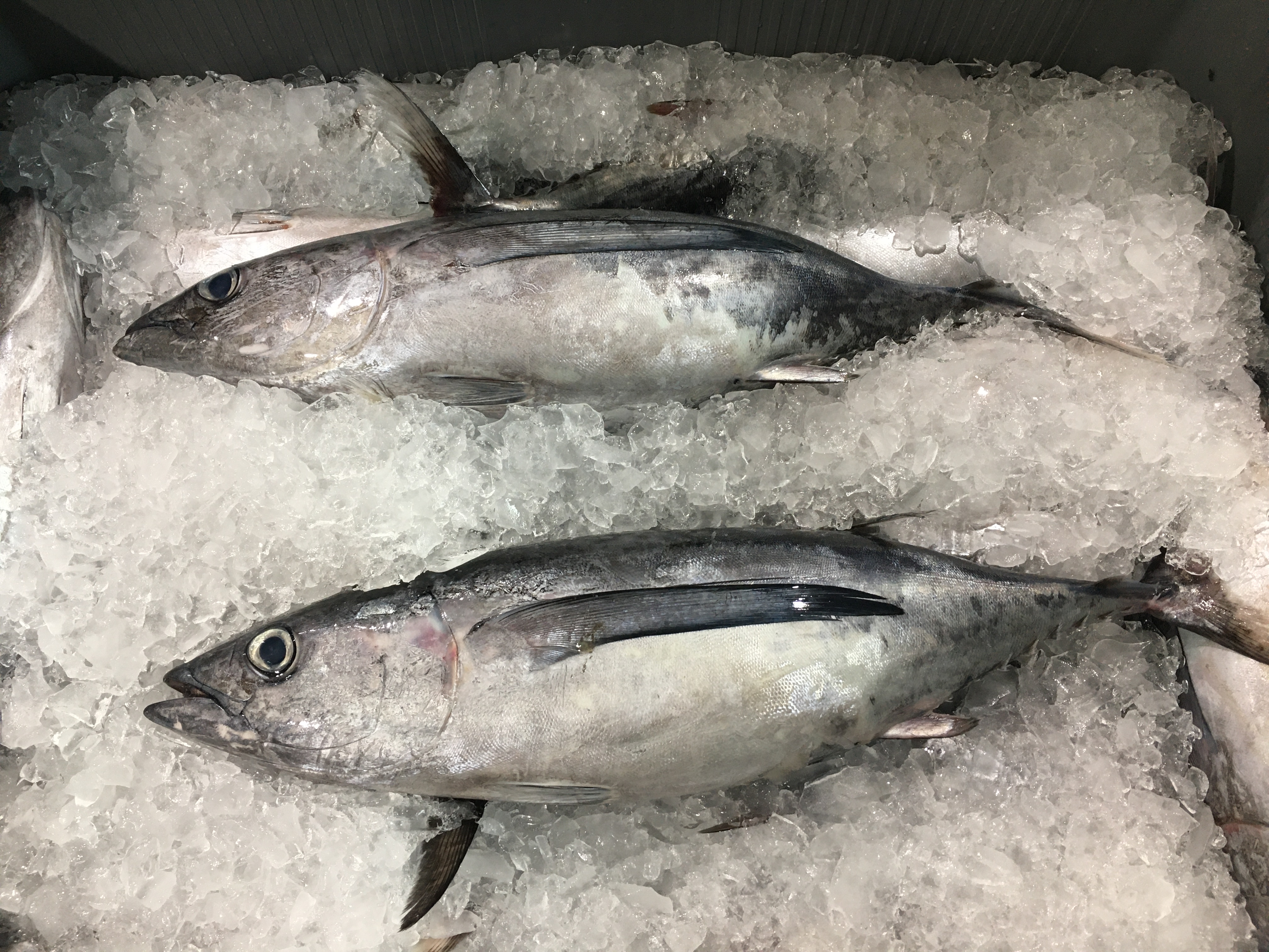 
bonito                    