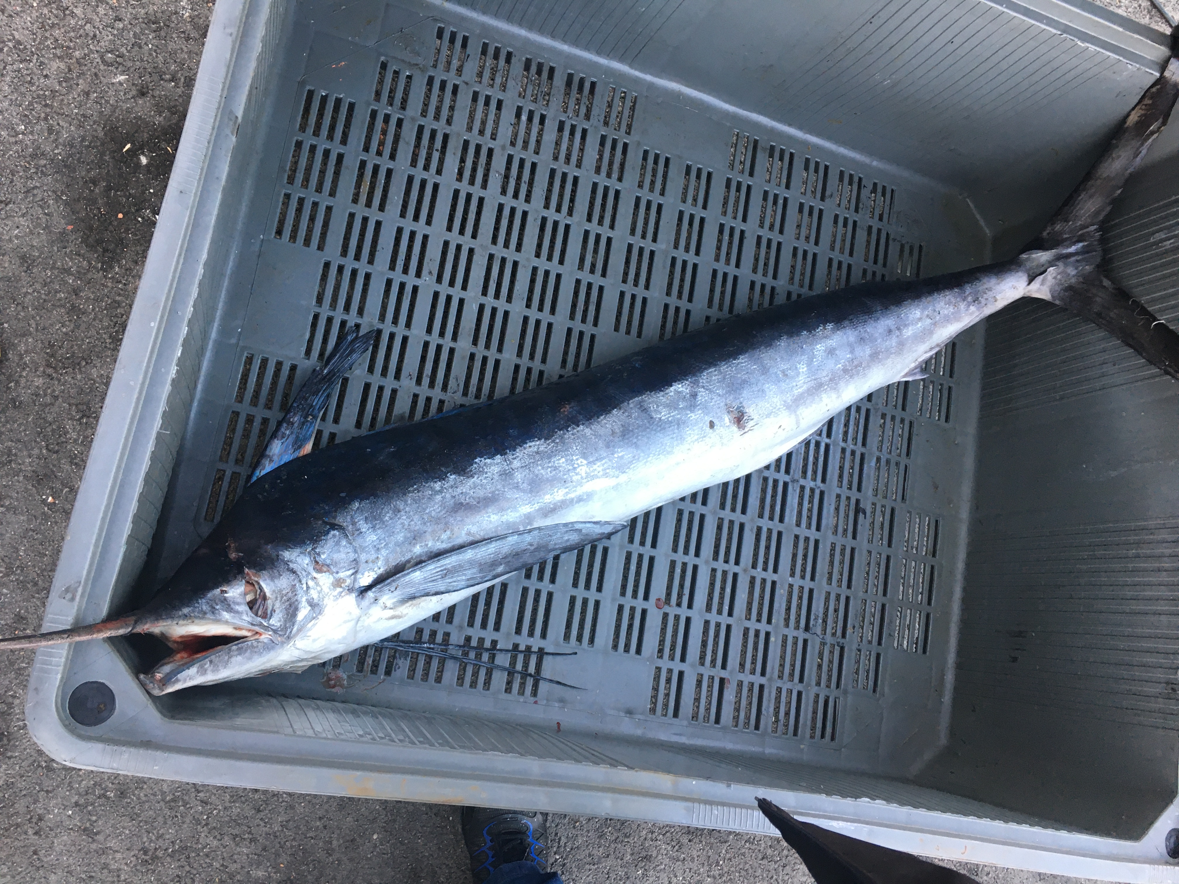 
marlin                    